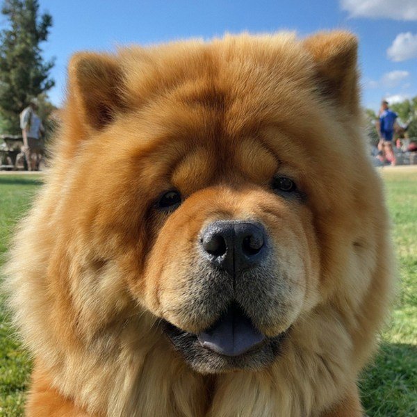 Chow Chow in Pomona, California