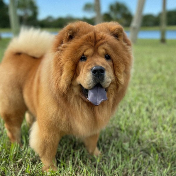 Chow Chow in Port St. Lucie, Florida