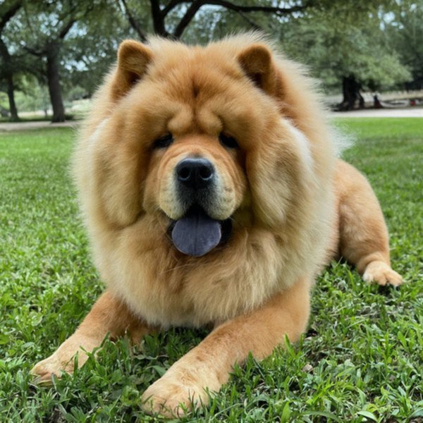Chow Chow in San Antonio, Texas