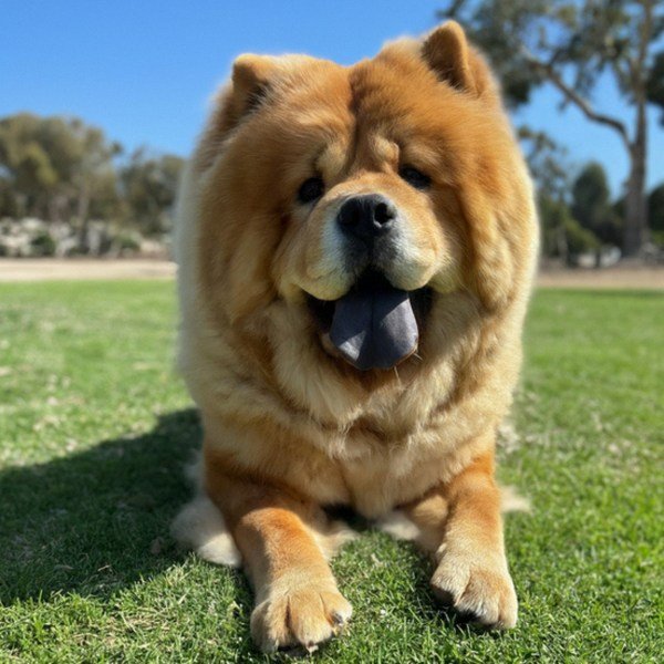 Chow Chow in San Diego, California