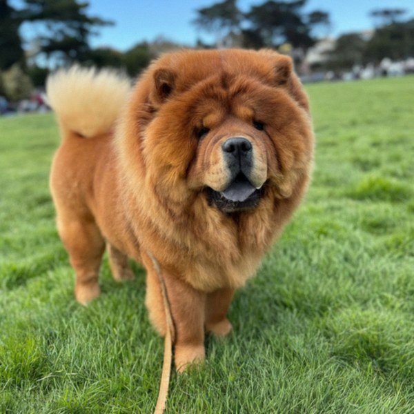 Chow Chow in San Francisco, California