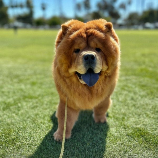 Chow Chow in Santa Ana, California