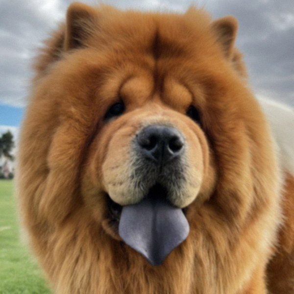 Chow Chow in Santa Clarita, California