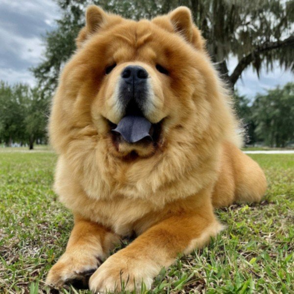 Chow Chow in St. Petersburg, Florida