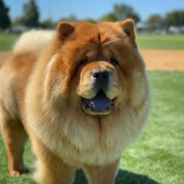 Chow Chow in Stockton, California