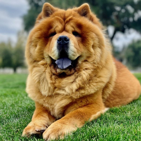 Chow Chow in Sunnyvale, California