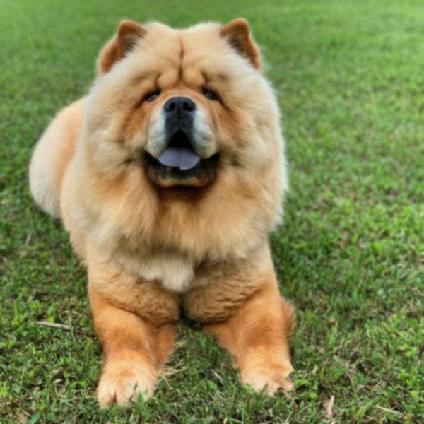 Chow Chow in Tampa, Florida