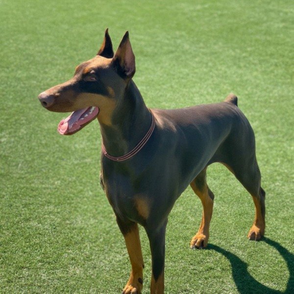 Doberman in Anaheim, California