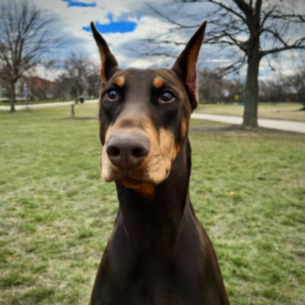 Doberman in Buffalo, New York