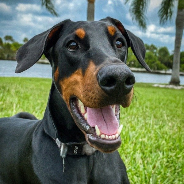 Doberman in Cape Coral, Florida