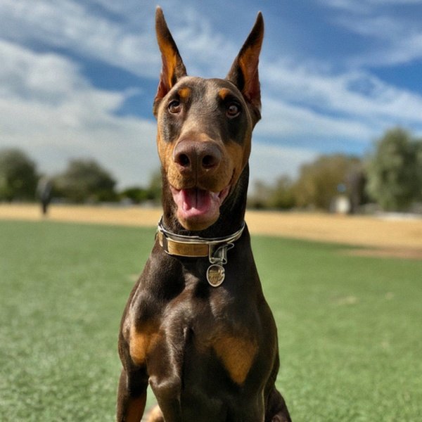 Doberman in Corona, California