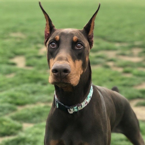 Doberman in Elk Grove, California