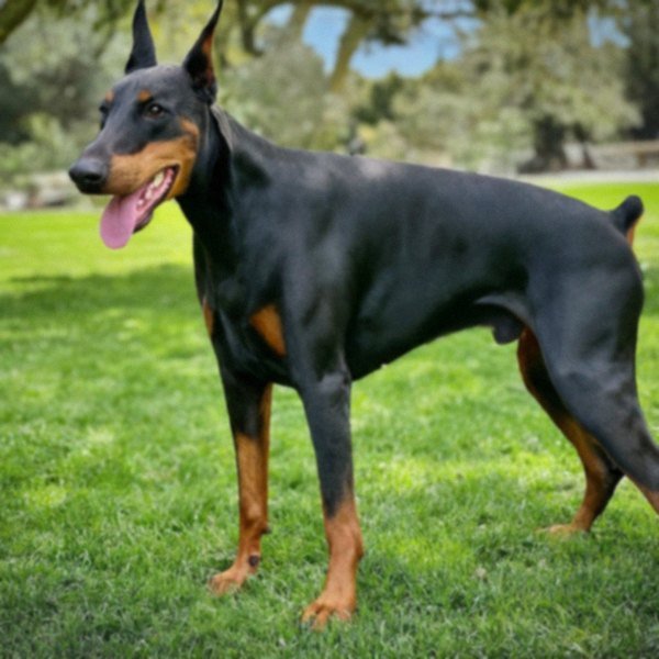 Doberman in Escondido, California