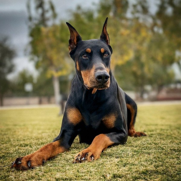 Doberman in Fontana, California