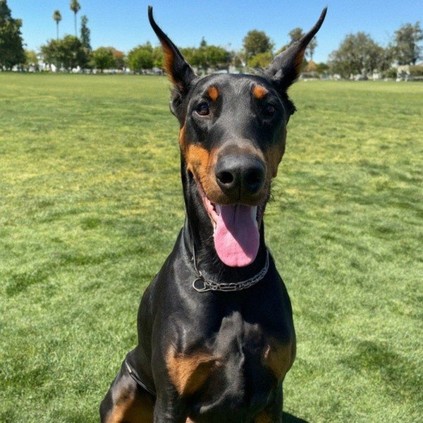 Doberman in Fremont, California