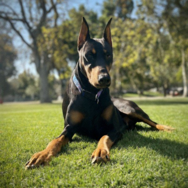 Doberman in Glendale, California