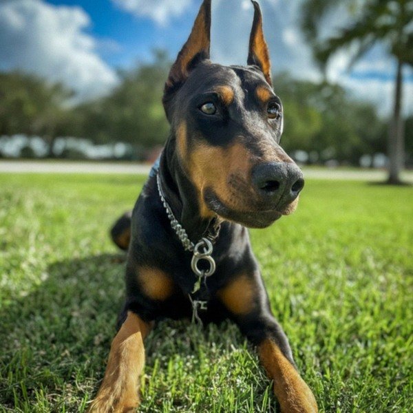 Doberman in Hialeah, Florida