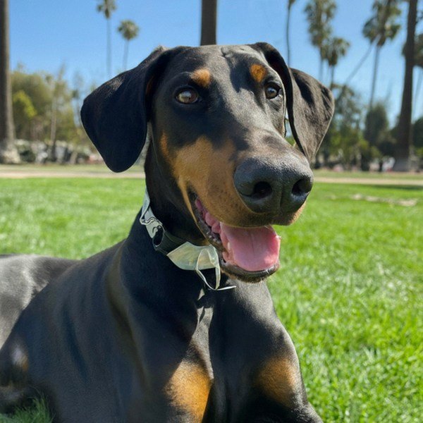 Doberman in Hollywood, California