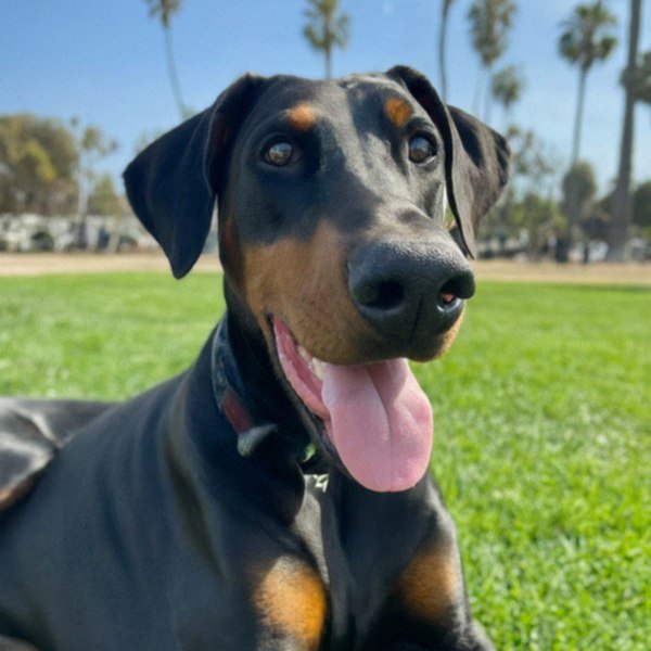 Doberman in Huntington Beach, California