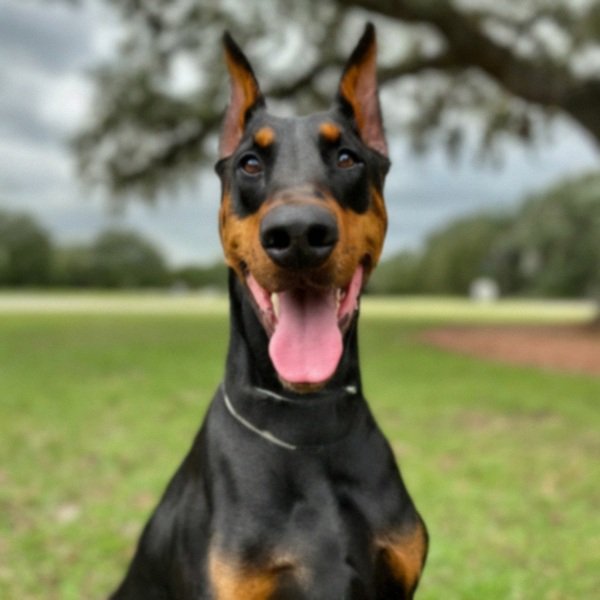 Doberman in Jacksonville, Florida