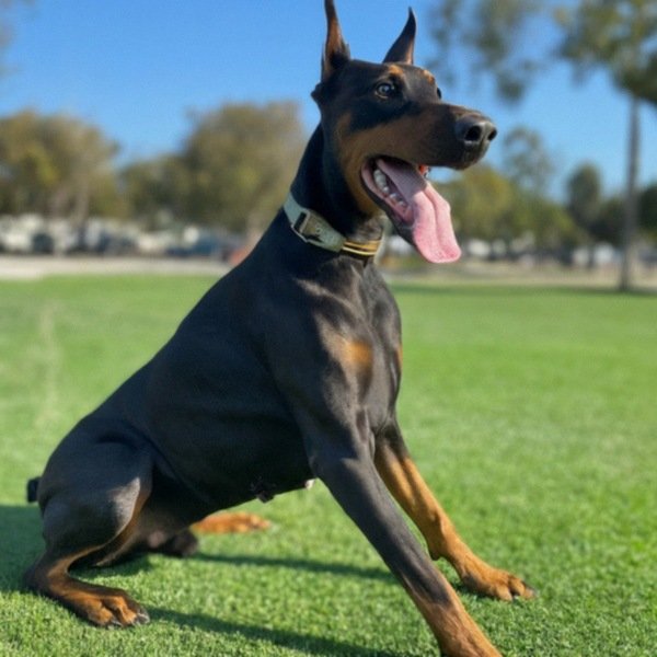 Doberman in Long Beach, California