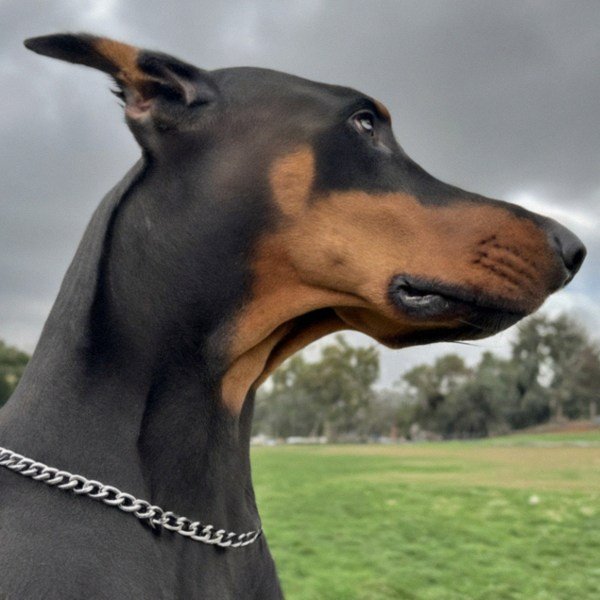 Doberman in Los Angeles, California