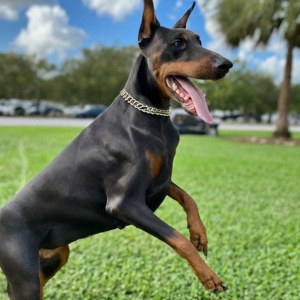 Doberman in Miami, Florida