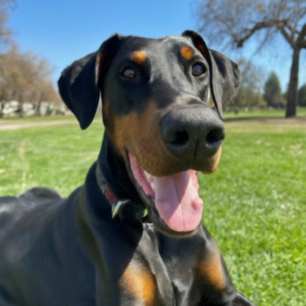 Doberman in Modesto, California