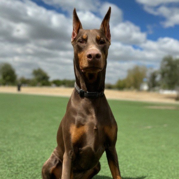 Doberman in Moreno Valley, California