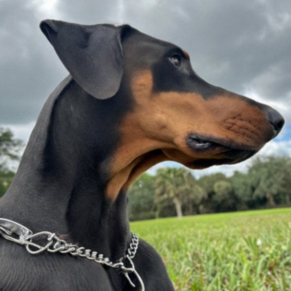 Doberman in Orlando, Florida