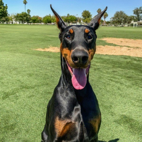 Doberman in Palmdale, California