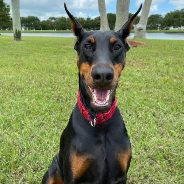 Doberman in Pembroke Pines, Florida