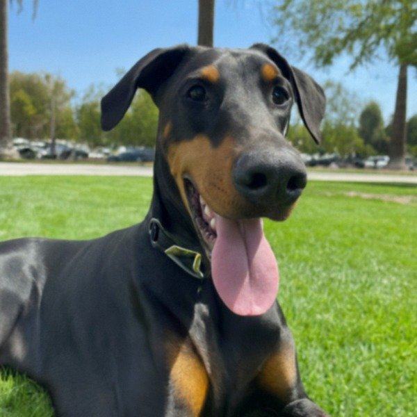 Doberman in Pomona, California