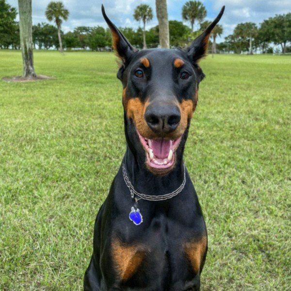 Doberman in Port St. Lucie, Florida