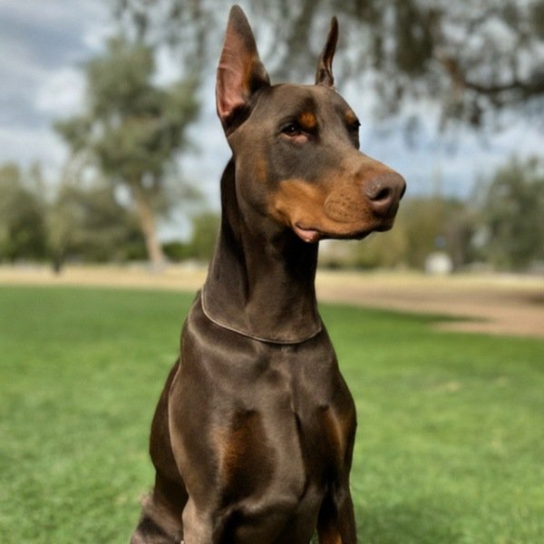 Doberman in Riverside, California