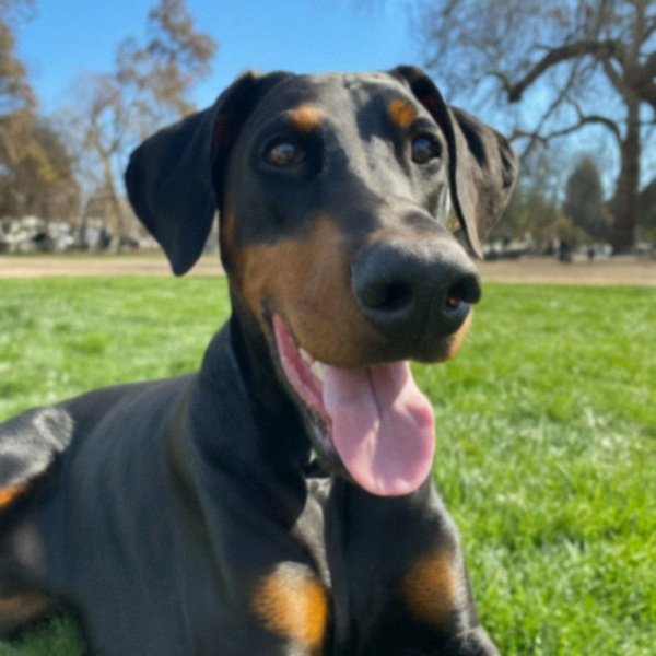 Doberman in Sacramento, California