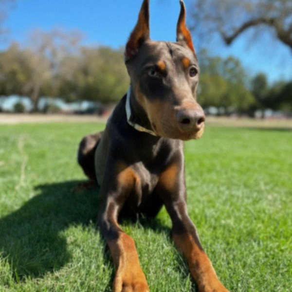 Doberman in Salinas, California