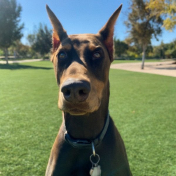 Doberman in San Bernardino, California