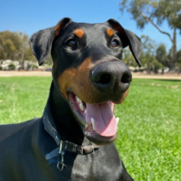 Doberman in San Diego, California