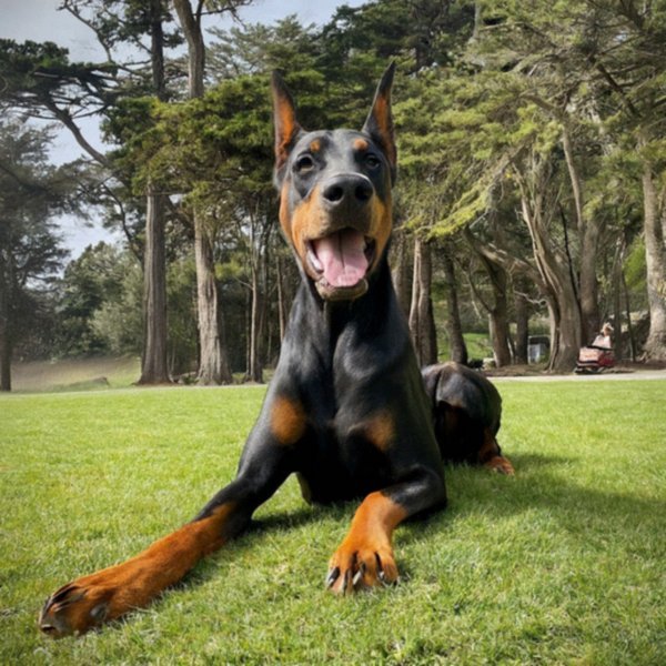 Doberman in San Francisco, California