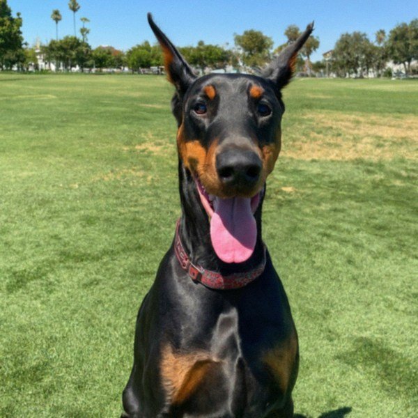 Doberman in Santa Ana, California