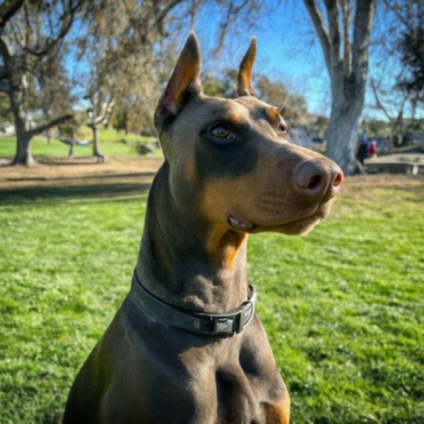 Doberman in Santa Clarita, California