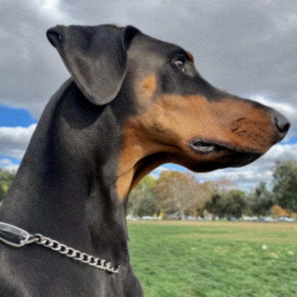 Doberman in Stockton, California