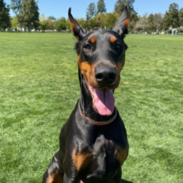 Doberman in Sunnyvale, California