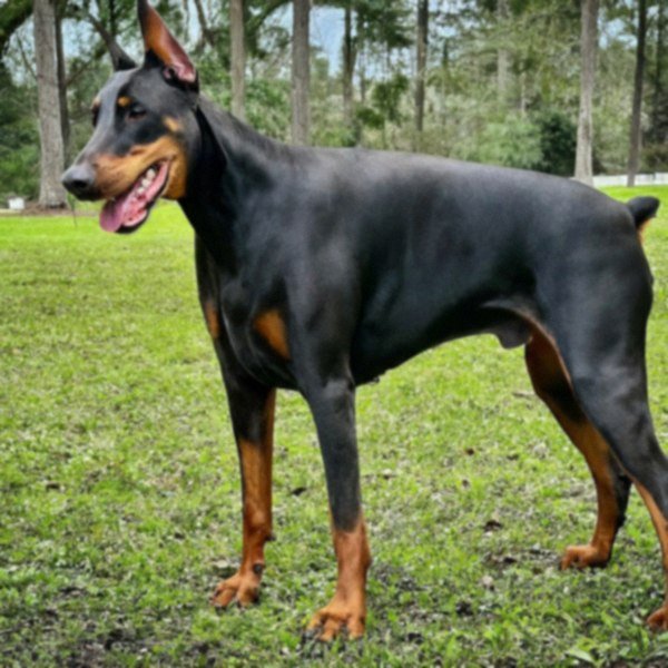 Doberman in Tallahassee, Florida