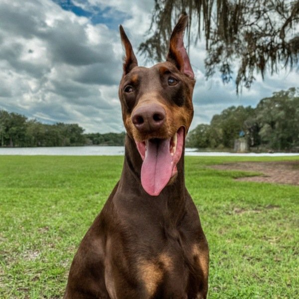 Doberman in Tampa, Florida