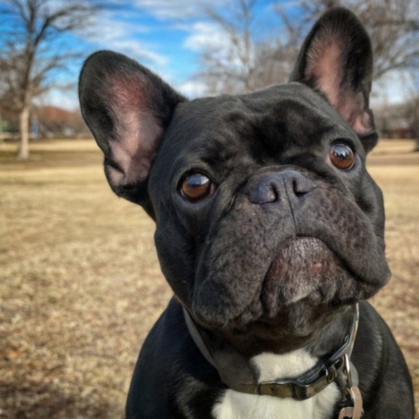 French Bulldog in Amarillo, Texas