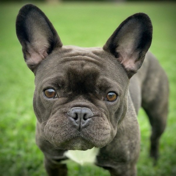 French Bulldog in Arlington, Texas
