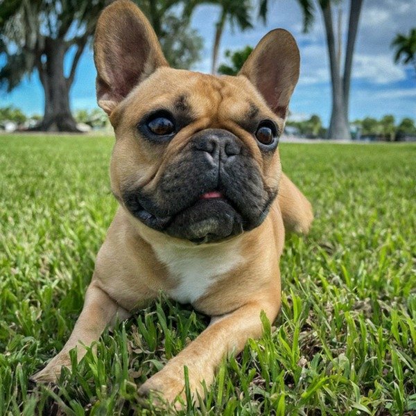 French Bulldog in Cape Coral, Florida
