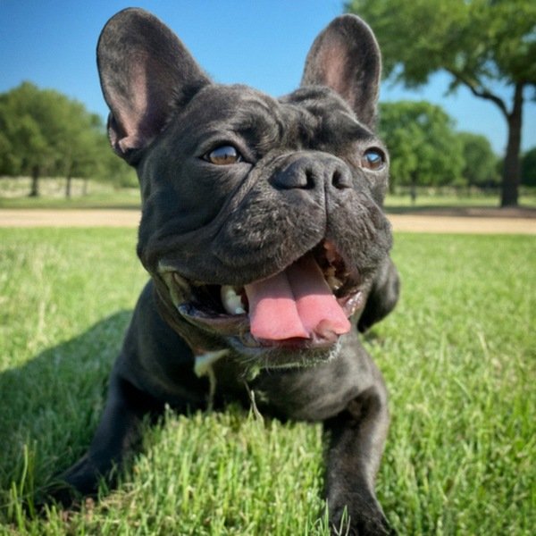 French Bulldog in Fort Worth, Texas